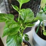 Capsicum chinense Hoja