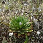 Paepalanthus alpinus Habit