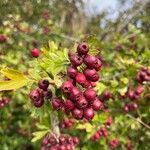 Crataegus laevigataFruit