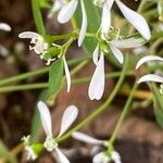 Chamaesyce hypericifolia Цвят