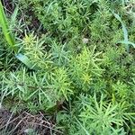 Galium maritimum Leaf