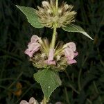 Phlomis samia Arall