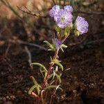 Phacelia linearis 整株植物