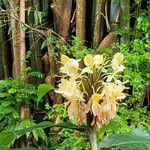 Hedychium flavescens Fleur