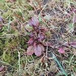 Ajuga reptansЛист
