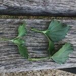 Chenopodiastrum murale Leaf