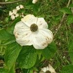 Cornus nuttallii Flower