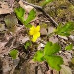 Ranunculus hispidus Kukka