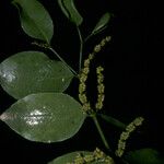 Phoradendron piperoides Fruit