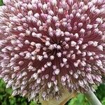 Allium porrum Floare