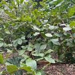 Terminalia oblonga List
