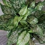 Aglaonema costatum Leaf