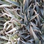 Deuterocohnia brevifolia Leaf