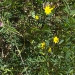 Blackstonia imperfoliata Habitus