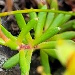 Saxifraga aizoides 葉
