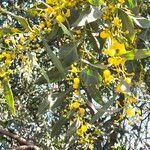 Acacia salignaFlower