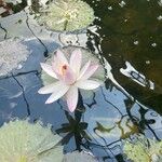 Nymphaea rubra Flower