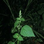 Cantinoa mutabilis Habitat