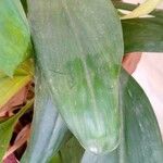 Aspidistra elatior Лист