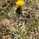 Centaurea melitensis Flor