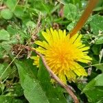 Taraxacum mattmarkenseᱥᱟᱠᱟᱢ