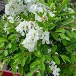 Exochorda × macrantha Habit