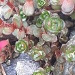 Saxifraga biflora 葉