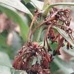 Acokanthera oppositifolia Flower