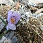 Colchicum triphyllum Flower