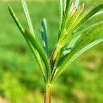 Galium aparine Φύλλο