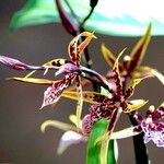 Brassia caudata Habitus