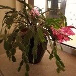 Schlumbergera truncata आदत