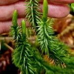 Lycopodium annotinum Цветок