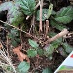 Rubus ursinus Fuelha