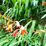 Crocosmia aurea Blatt