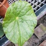 Begonia goegoensis Leaf
