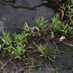 Gratiola officinalis 整株植物