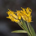 Petradoria pumila Flower