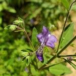 Trichostema dichotomum Λουλούδι