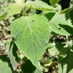 Achyrospermum urens Folha