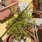 Buxus sinica Hoja
