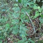 Asplenium aethiopicum Leaf