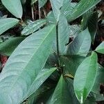 Garcinia kola Leaf