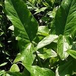 Rumex arifolius Leaf