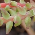 Sedum moranense Leaf