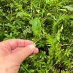 Persicaria sagittata Leaf