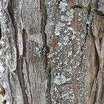Sciadopitys verticillata Ekosanga