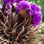 Limonium sinuatum Bloem