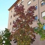 Liquidambar styraciflua 整株植物