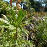 Ononis fruticosa 叶